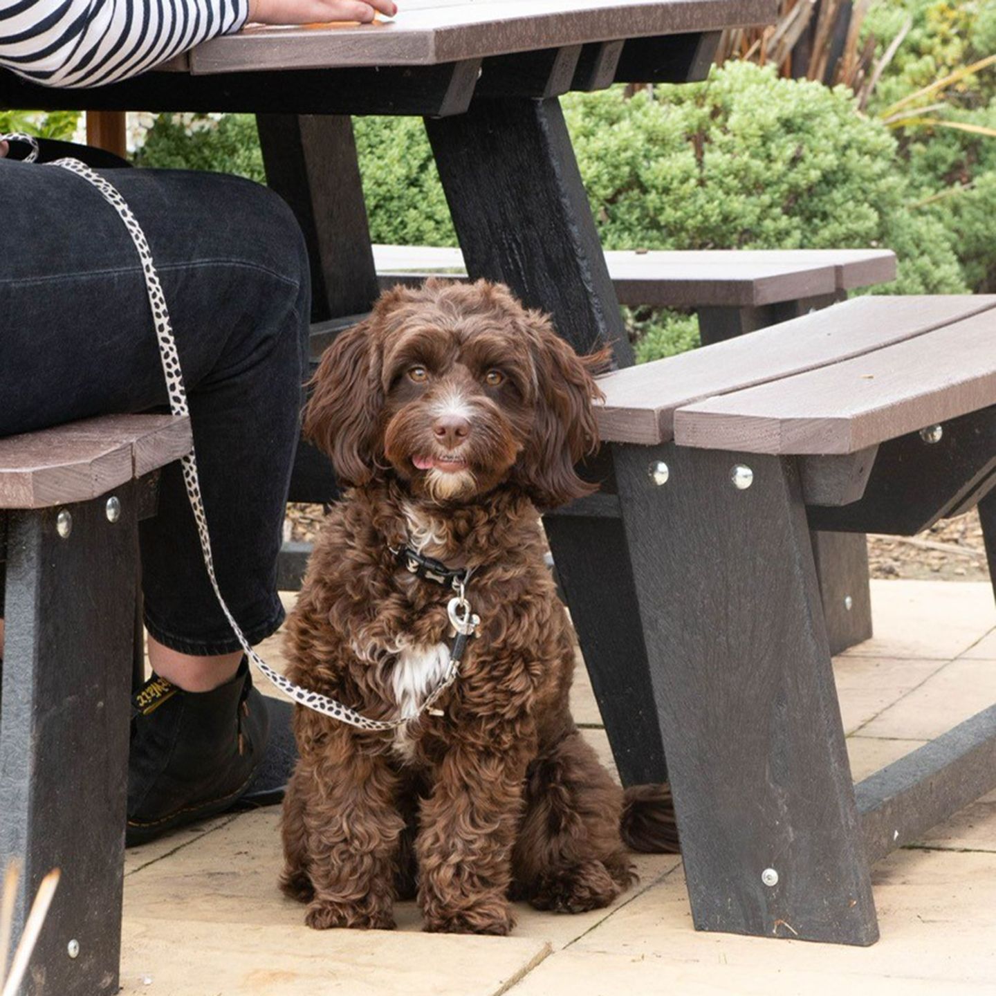 Your local dog friendly pub in Warrington